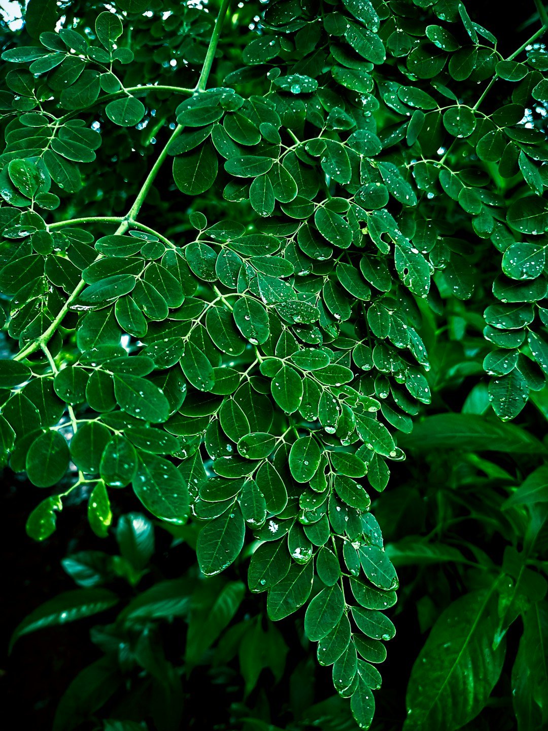 a-close-up-of-some-leaves-lb9idv7lgje